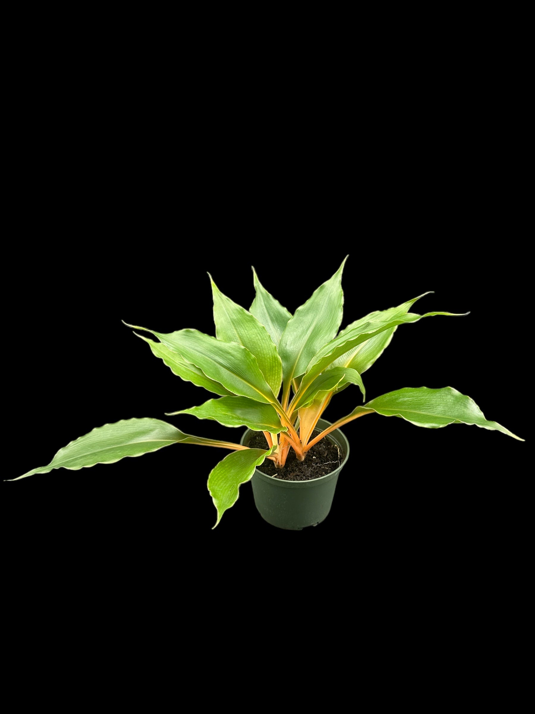 orange mandarin spider plant Mandarin Spider Plant