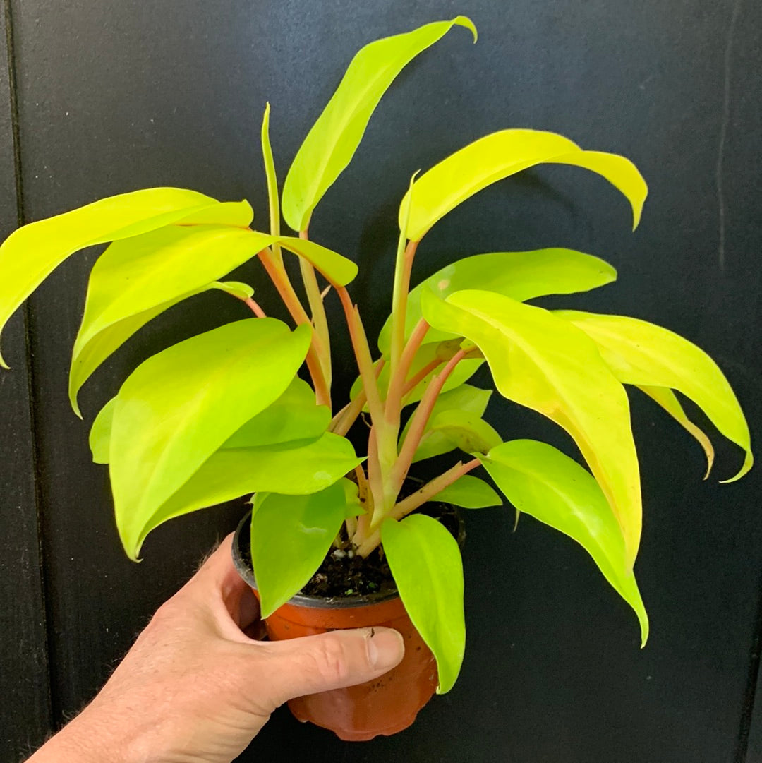 Philodendron Golden Goddess