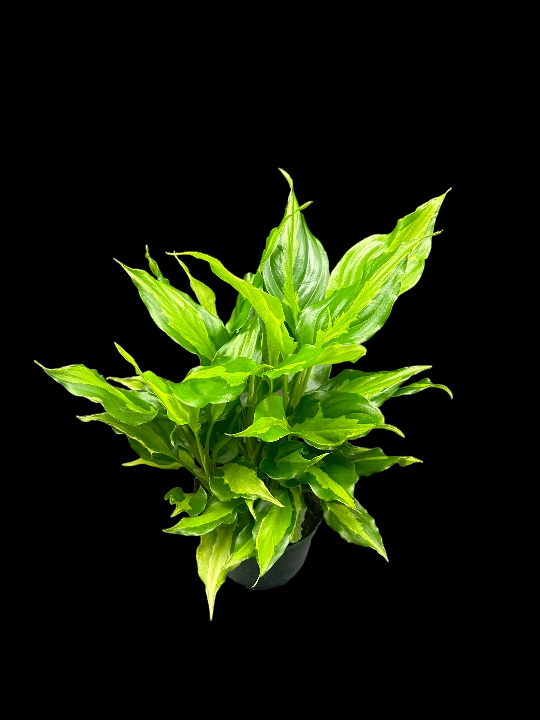 Aglaonema Spathonema