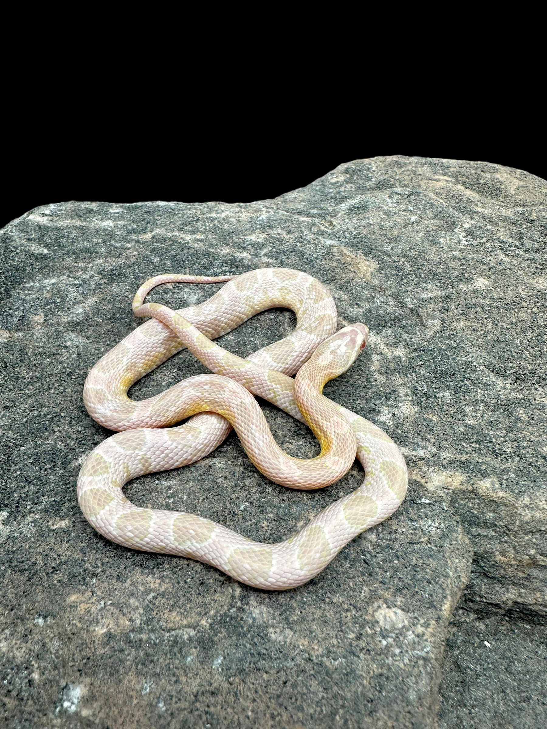 Serpent des blés (Saumon des neiges)