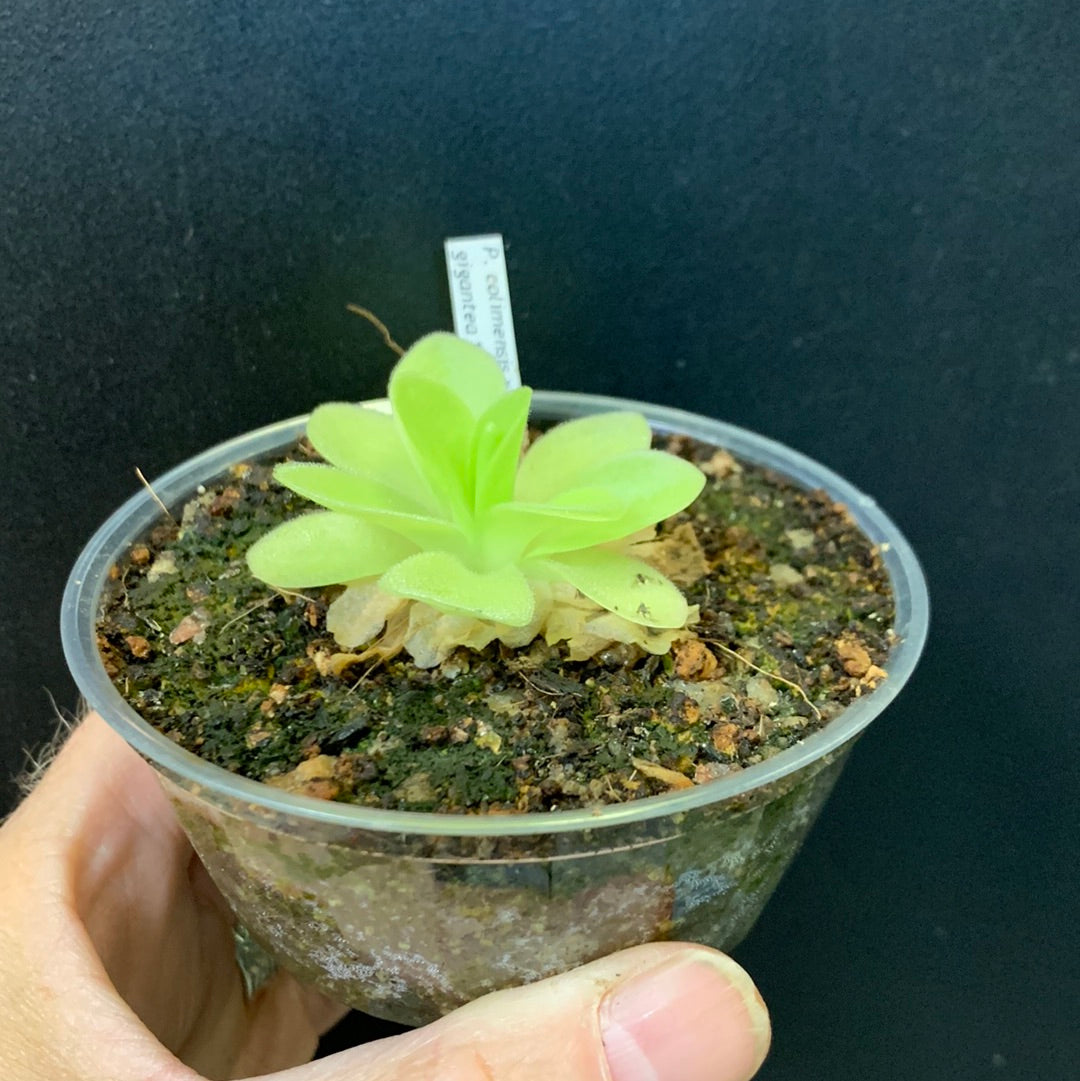 Pinguicula colimensis x gigantea Fleur blanche