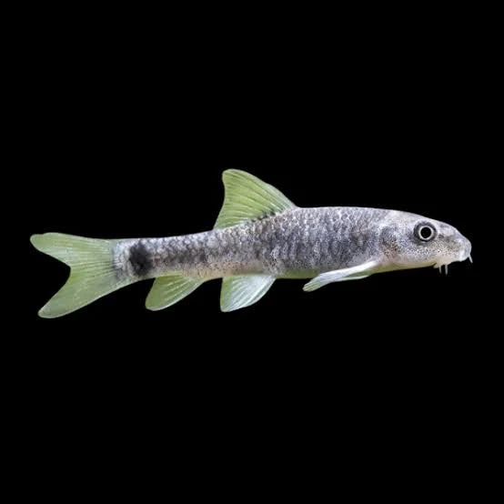 Garra Rufa (Doctor Fish)