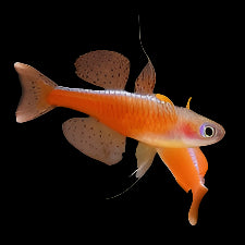 Arc-en-ciel rouge néon aux yeux bleus