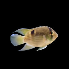 Keyhole Cichlid