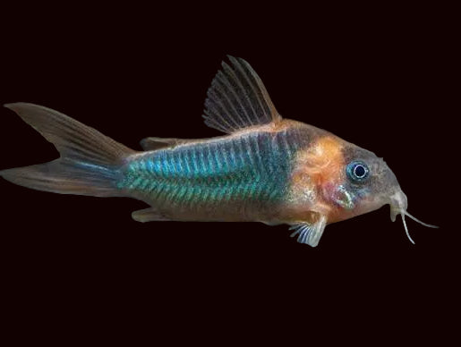Corydoras noir du Venezuela