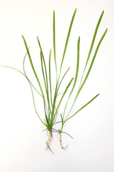 Lot de Vallisneria assorties