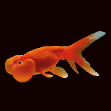 Poisson rouge céleste