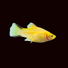 Mickey Mouse Platy blanc