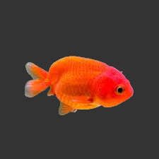 Poisson rouge Ranchu rouge et blanc