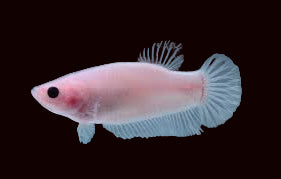 Cellophane Male Betta