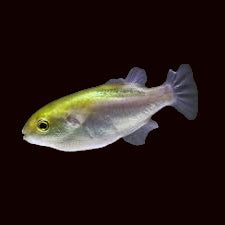 Avocado Puffer (Auriglobus modestus)