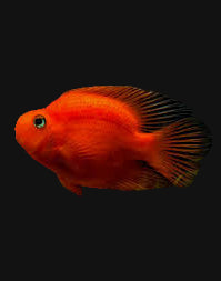 Cichlidé perroquet rouge sang (hybride)