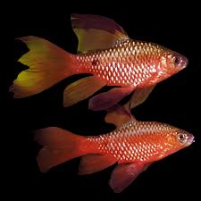 Barbus rose (à nageoires longues)