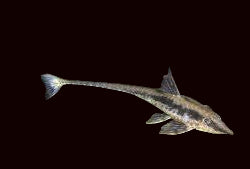 Chat à queue de fouet