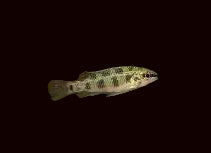 Cichlidé à damier