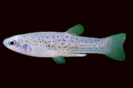Livebearer tacheté unilatéral (Jenynsia onca)