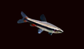 Poisson-crayon rouge corail