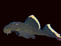 L471 Pléco boule de neige Bigspot