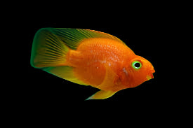 Cichlidé perroquet rouge sang (hybride)