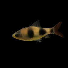 Barbus arulius (Dawkkinsia arulius)