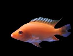 Diable rouge (taille du spectacle) 5"-6"