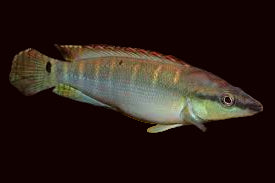 Dwarf Green Pike Cichlid (Nice!)