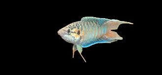 Poisson du paradis bleu