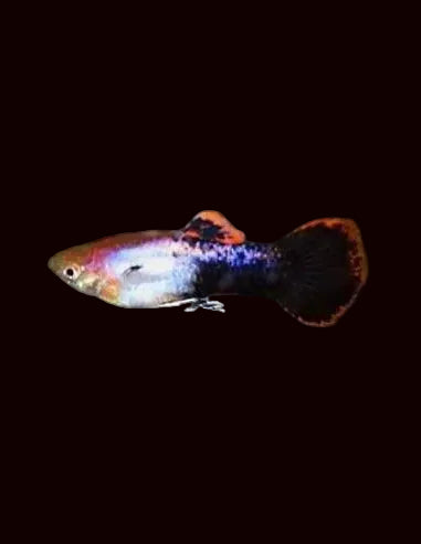Guppy bleu de Moscou (mâles)
