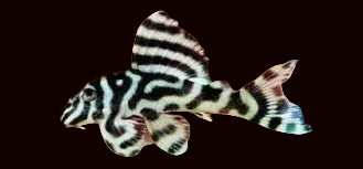 L236 Cracked Zebra Pleco