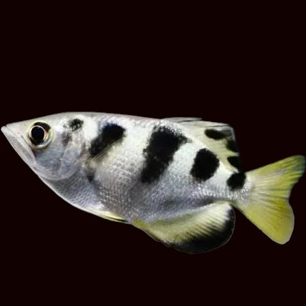 Banded Archerfish