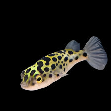 Poisson-ballon à taches vertes