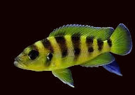 Neolamprologus kungweensis (AUCUNE GARANTIE D'ARRIVÉE VIVANTE)