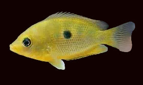 Orange Chromide