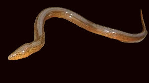 Swamp Eel (Monopterus albus)