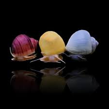 Assortiment d'escargots mystères