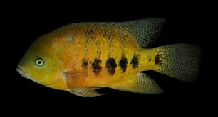 Chiseltooth Cichlid