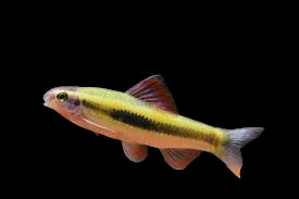 Chinese Neon Gold Stripe Shark