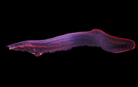 Red Fire Eel