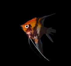 Poisson-ange diable rouge (bébés)