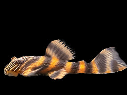 L397 Tangerine Tiger Pleco