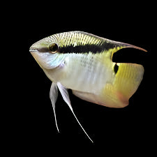 Live Fish->Cichlids->South American - Other