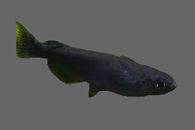 Médaka noir japonais