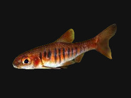 Barbus à bandes africaines