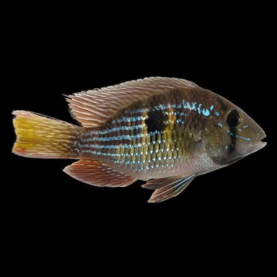 Gymnogeophagus labiatus
