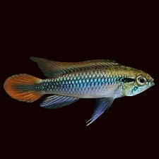 Apistogramma agassizii 'Blue'
