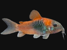 Corydoras noir du Venezuela