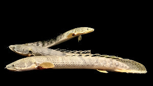 Polypterus weeksii ( XL) (NO LIVE ARRIVAL GUARANTEE)