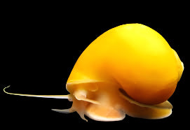 Gold Apple Snail