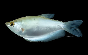 Gourami au clair de lune
