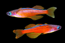 Arc-en-ciel rouge néon aux yeux bleus